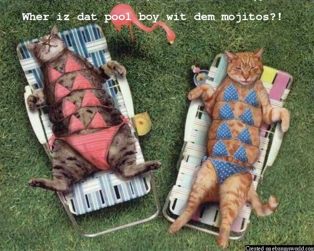 Sun bathing cats