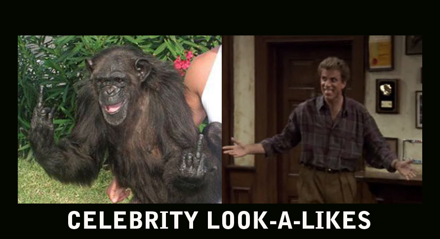 Celebrity look-a-like....I saw this monkey and i thought...damn, i know that face from somewhere....and then the forehead struck me