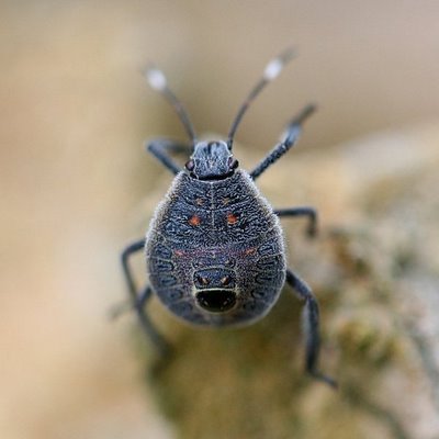 incredible bugs with men face on it.