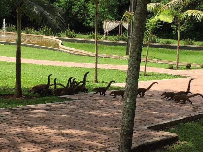 #1 These Coatis Look Like A Hord Of Mini Brachiosaurus out for a stroll