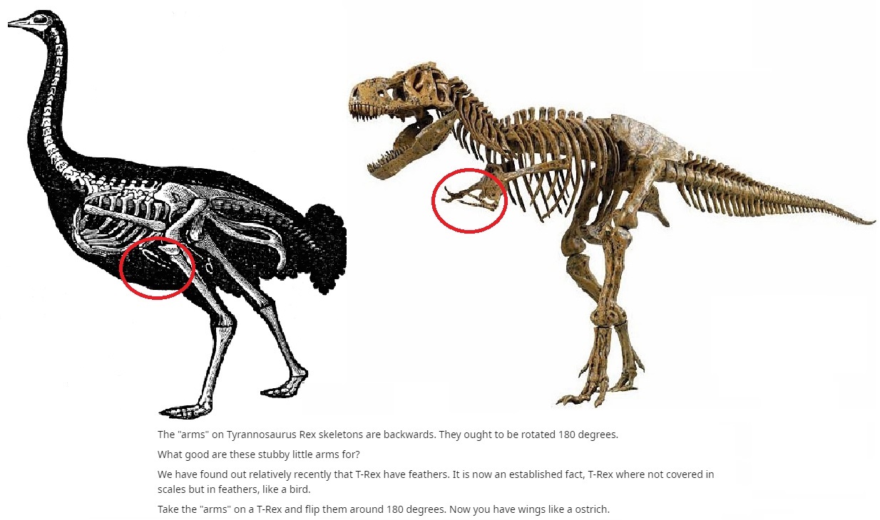 tyrannosaurus rex skeleton - Becade Su The "arms" on Tyrannosaurus Rex skeletons are backwards. They ought to be rotated 180 degrees. What good are these stubby little arms for? We have found out relatively recently that TRex have feathers. It is now an e