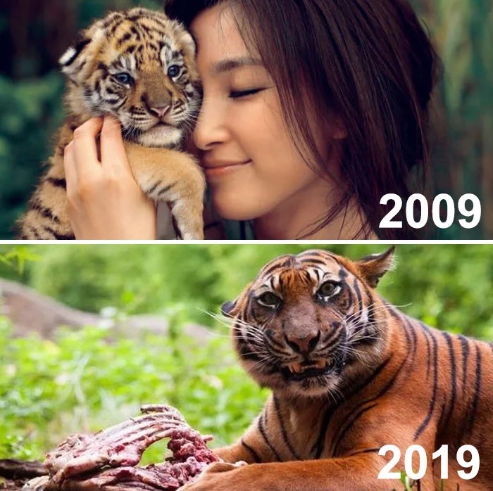 sumatran tiger eating - 2009 2019