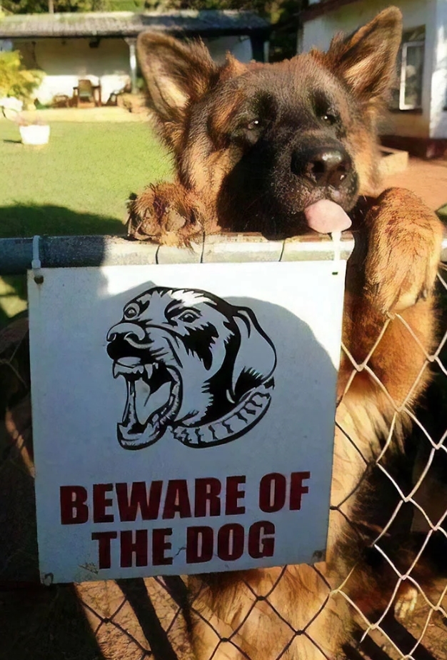 28 'Vicious Attack' Dogs Behind Those 'Beware of Dog' Signs