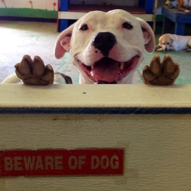 28 'Vicious Attack' Dogs Behind Those 'Beware of Dog' Signs