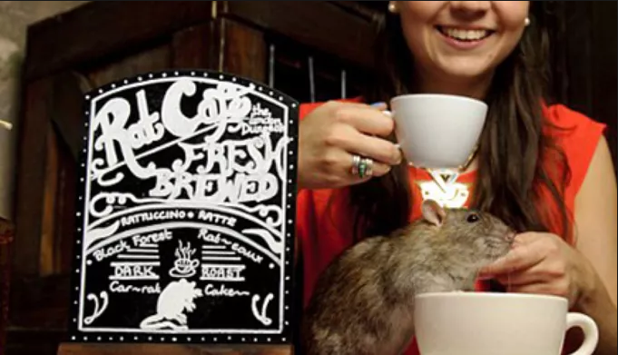 Launched in 2017, The 'Rat Cafe' was opened to give people a taste of extraordinary, while educating them about domesticated pet rats.  One woman said "it was funny and horrifying at the same time."