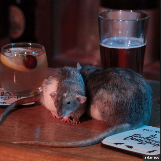 "Drinking coffee while a rat is on the loose? That's not for the faint of heart," a statement from a Rat Cafe 'Dungeon' spokesman acknowledges.