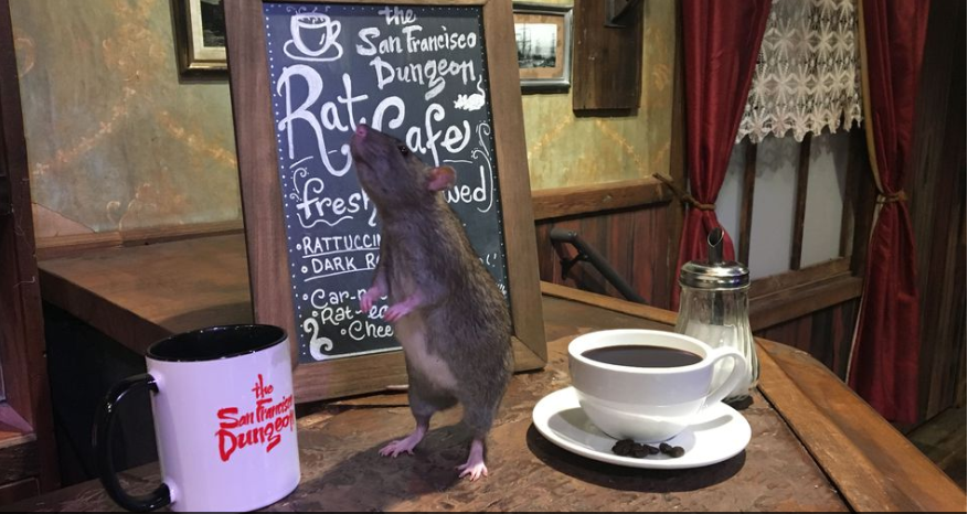 It's supposed to be an intentionally confusing experience: sit in a nice bistro-style eatery with a Barbary Coast theme with rats scurrying around.