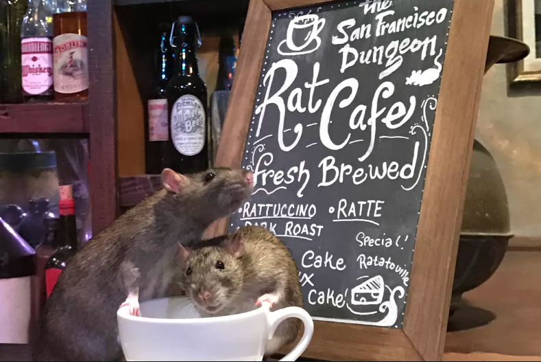 People In San Francisco Are Lining Up To Dine At This Rat "Infested" Restaurant