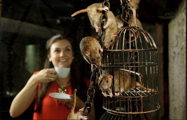 People In San Francisco Are Lining Up To Dine At This Rat "Infested" Restaurant