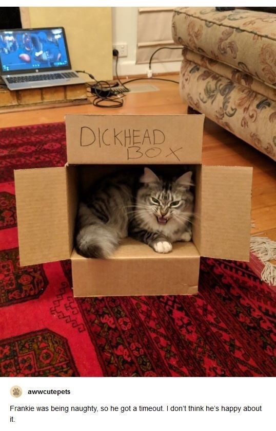 cat dickhead box - Dickhead awwcutepets Frankie was being naughty, so he got a timeout. I don't think he's happy about