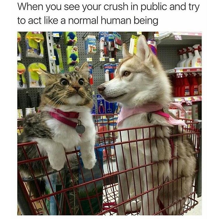 crush memes cat - When you see your crush in public and try to act a normal human being