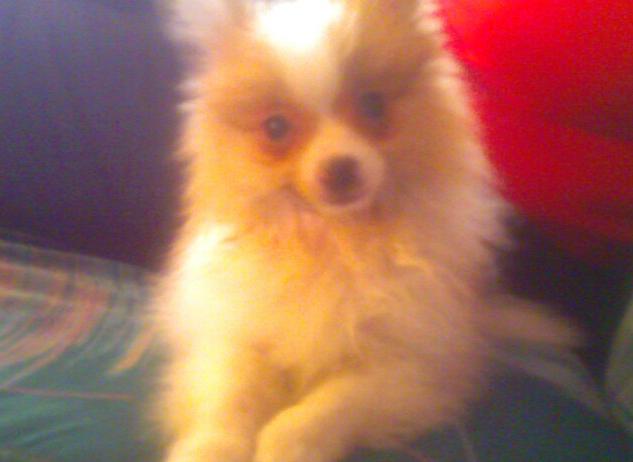 Chachi is my sisters 2 pound pomerainian