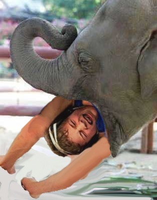 an elephant devours a stupid kid 