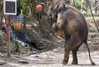 an elephant playing basketball