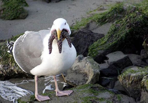 Seagulls will eat anything.