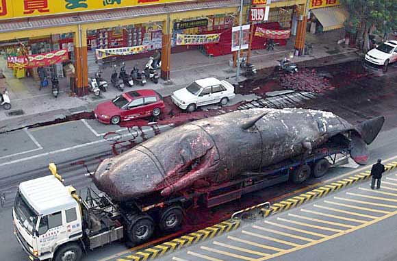 Whale Transport Fail. GROSS!