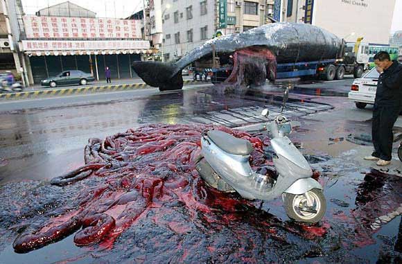 Whale Transport Fail. GROSS!