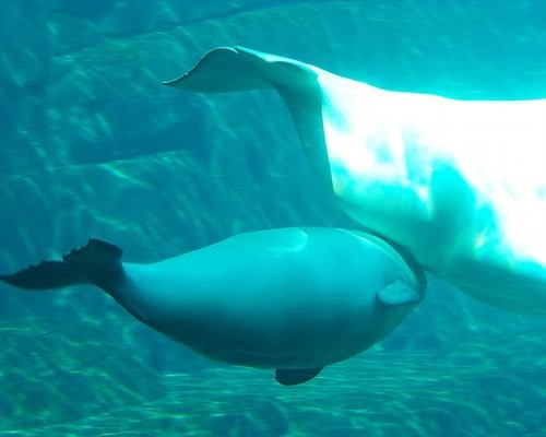 Narwhals and beluga whales are the only two living species of the Monodontidae family, though narwhals are distinct in that they have a long, straight, spiraled tusk extending from their upper left jaw. Though extremely unusual, at least one hybrid between the two species has been documented from west Greenland.