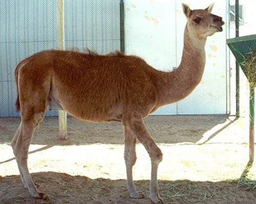 A cama is a hybrid of two animals from different worlds  camels from Asia, and llamas from South America. The two species exhibit many differences, but camels and llamas are both camelids descended from a common ancestor that evolved in North America during the Palaeogene period. Camas were produced via artificial insemination to create an animal with the size and strength of the camel, but the more cooperative temperament of the llama. The unlikely fertilization was a success, but the result wasn't quite what breeders had hoped. Camas exhibit a camel-like temperament, but they are attracted to female llamas. Proof that opposites really do attract!