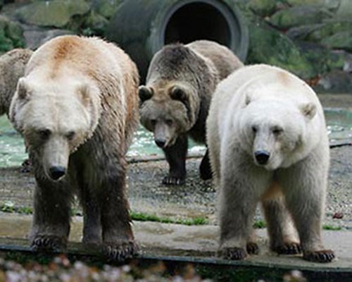 The offspring of a grizzly bear and a polar bear, a grolar bear is one beast you don't want to meet in the woods. Interestingly, unlike many hybrid animals on this list, grolar bears are known to occur naturally in the wild. Some experts predict that polar bears may be driven to breed with grizzly bears at an increased frequency due to global warming, and the fact that polar bears are being forced from their natural habitats on the polar ice.