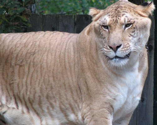 Ligers are the cross of a male lion and a female tiger, and they are the largest of all living cats and felines. Their massive size may be a result of imprinted genes which are not fully expressed in their parents, but are left unchecked when the two different species mate. Some female ligers can grow to 10 feet in length and weigh more than 700 pounds. Ligers are distinct from tigons, which come from a female lion and male tiger. Various other big cat hybrids have been created too, including leopons a leopard and a lion mix, jaguleps a jaguar and leopard mix, and even lijaguleps a lion and jagulep mix.