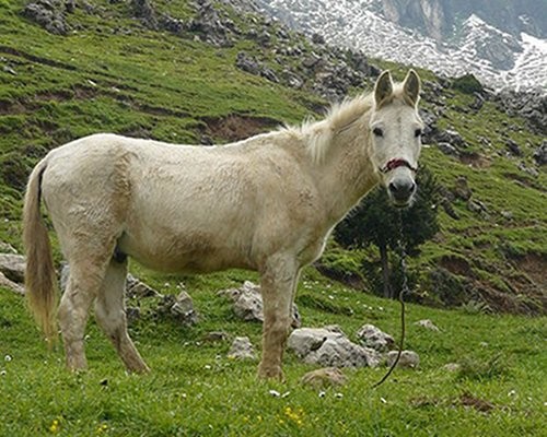 Perhaps the most widespread and useful of hybrids are mules from a male donkey and a female horse and hinnies from a male horse and a female donkey. Reputed for their hard work and strength despite their medium size, mules are dependable and often exhibit higher intelligence then their purebred parents. All male mules and most female mules are infertile, so their continued existence depends entirely on human intervention.    Facebook  Twitter  gJOIN THE CONVERSATIONmnn-nestSign in with Guest Guest3 people listening  POST COMMENTNewest  OldestFROM THE ARCHIVENewest  OldestBob DoleBob Dole Mar 17, 2014Good thing these crazy scientist existed 5 century's ago!HelenHelen Feb 13, 2014I think man should leave Gods creations alone , stop trying to invent or change lifs not of God then leave it this is animal abuse mad scientists gone crazy.MeMe Dec 26, 2013A GELDING sired foals? That's a good one, city slicker!naldonaldo Dec 9, 2013i love mulestulatularosatulatularosa Oct 15, 2012Donkeys have 64 chromosomes, horses have 62 and MOST hyrbids of the two have uneven chromosomes which renders them infertile. All mules and hinnies can have sex and if you do not geld the male mule, he will behave like a stallion. Donkeys are incredible persistent and the occasional wild mare will stand to him, producing a wild mule. The BLM wrangers invariably pick those before the public can see them. Also there is a documented case of a gelding mule and a mare mule having over 19 foals together. Blue Moon mule in a search will usually produce a link to them. The continued existence of mules relies on mares and donkeys, not humans, as any BLM manager will attest to. Hinnies are forced, no jennie will stand to a stallion and in the wild, stallions kill all donkeys they can catch, regardless of sex. So the hinnie does rely on human intervention but as a 60 years mule professional, hinnies are seldom as useful as the mule.MOST POPULAR ON MNN NOW26 photos of cats sleeping wherever they want, however they want15 things humans do wrong at dog parks'Where did I put my keys?': 5 strange facts about memory13 natural remedies for the ant invasionIs sugar toxic?13 surprising home remedies for acid reflux10 natural cough remediesToo beautiful to be real? 16 surreal landscapes found on EarthRecipe: Mayim Bialik's Moroccan Vegetable SaladSay what? 11 untranslatable words from other cultures.