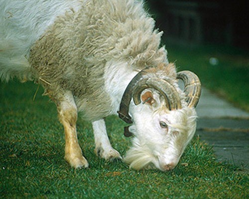 This cross between a sheep and a goat is rare because goats and sheep each belong to a different genus. Though matings between the two are known to occur, the offspring most often is stillborn. Even so, live births have occurred, the most famous of which happened in Botswana in 2000. Called the Toast of Botswana, the animal was infertile but it had an active libido  so active, in fact, that it earned itself the nickname of "Bemya", meaning rapist.