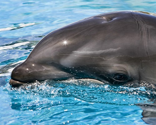 A cross between a false killer whale and an Atlantic bottlenose dolphin, wholphins are hybrids that have been reported to exist in the wild. There are currently two in captivity, both at Sea Life Park in Hawaii. The wholphin's size, color and shape are intermediate between the parent species. Even their number of teeth is mixed a bottlenose has 88 teeth, a false killer whale has 44 teeth, and a wholphin has 66.