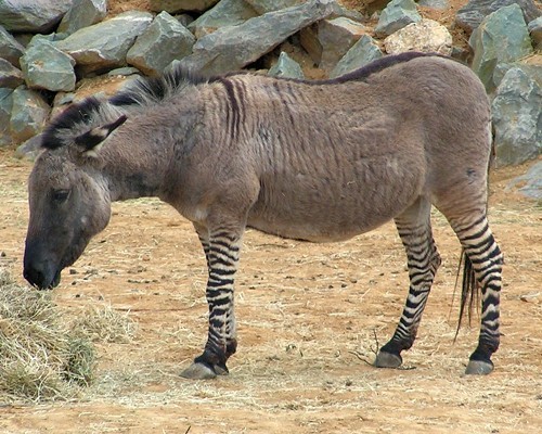 A zebroid is the offspring of a cross between a zebra and any other equine, usually a horse or a donkey. There are zorses, zonkeys, zonies and a host of other combinations. Zebroids are an interesting example of hybrids bred from species that have a radically different number of chromosomes. For instance, horses have 64 chromosomes and zebra have between 32 and 44 depending on species. Even so, nature finds a way.