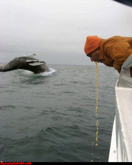 Drinking on a whale-watching tour is often frowned upon....