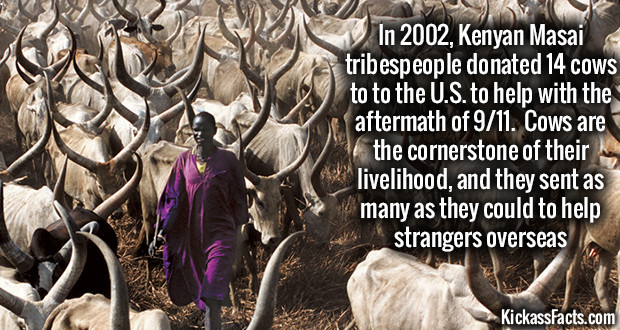 dinka men and cattle - In 2002, Kenyan Masai tribespeople donated 14 cows to to the U.S. to help with the aftermath of 911. Cows are the cornerstone of their livelihood, and they sent as many as they could to help strangers overseas M KickassFacts.com