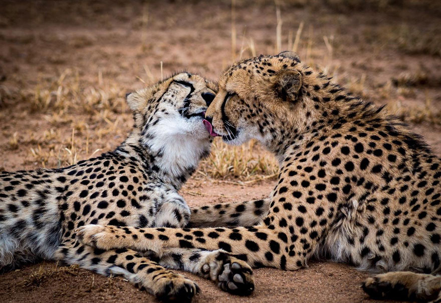 Animals Kissing