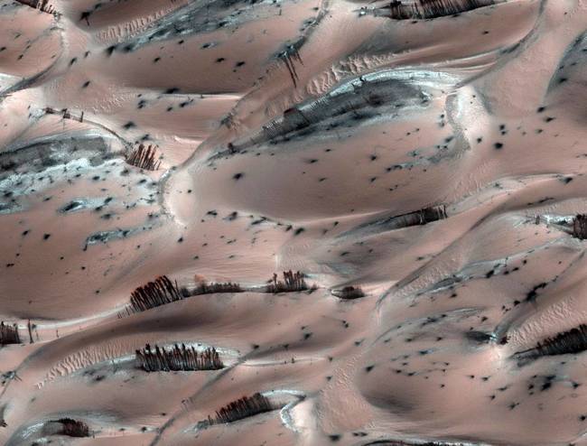 Naturally erupting dust clouds on Mars are creating structures that look surprisingly like trees near the planet's north pole. But don't be fooled ? it's just an optical illusion, NASA scientists say.The Martian "trees" are actually dark basaltic sand pushed to the surface of sand dunes by sun-heated solid carbon dioxide ice, or dry ice, sublimating directly into vapor, explained Candy Hansen, a member of NASA's Mars Reconnaissance Orbiter MRO team at the University of Arizona.