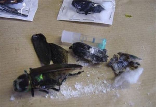 32 Drug Smuggling Attempts