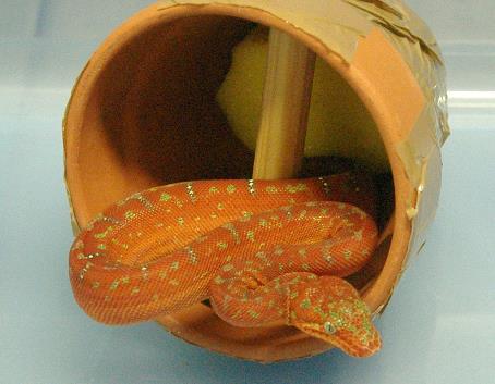 somebody actually tried to smuggle two snakes stuffed in clay pots TO australia. because there's a... shortage? I think?