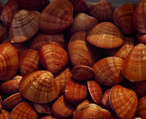 15 clams, each filled with 10g of cocaine and glued shut. might have gone swimmingly on a fishing trawler, at the airport? didn't fly there.