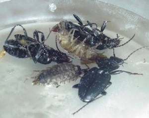 dead beetles from peru, 100 of them, stuffed with 300gs of cocaine. no, not each.