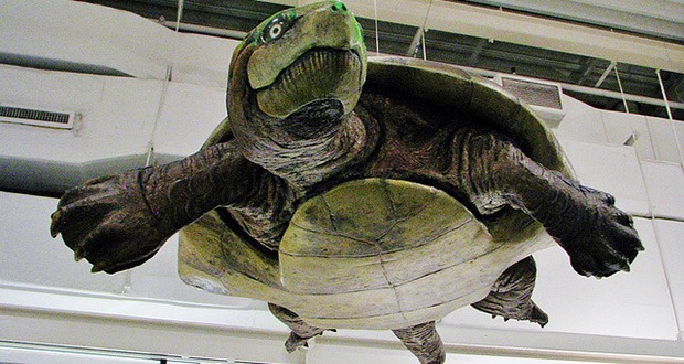 With a name that means carbon turtle, what harm could this thing possibly do? Other than being carnivorous, being the size of a Volkswagen, having a head bigger than a football, and a razor sharp beak that can slice through other animals with ease, nothing much.