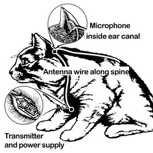 In the 1960s, the CIA spent 20 million on a cat equipped to spy on Soviets, but it got hit by a taxi almost immediately after it was released for its first mission.