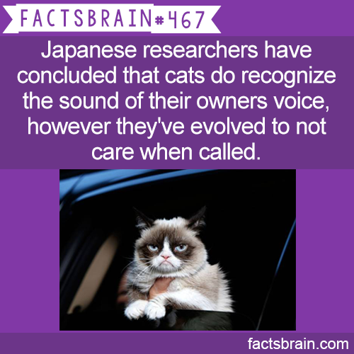 Facisbrain Japanese researchers have concluded that cats do recognize the sound of their owners voice, however they've evolved to not care when called. factsbrain.com