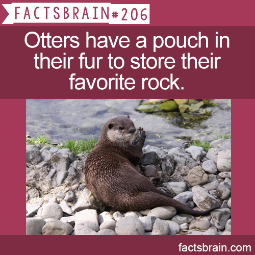 photo caption - Factsbrain Otters have a pouch in their fur to store their favorite rock. factsbrain.com