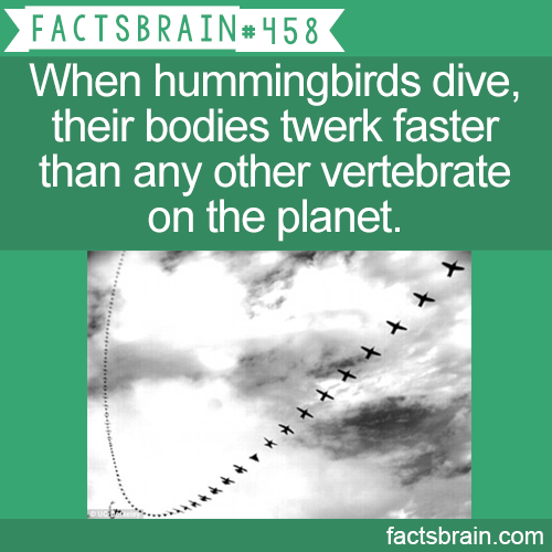 fastest bird in the world - Sfacts Brain When hummingbirds dive, their bodies twerk faster than any other vertebrate on the planet. factsbrain.com