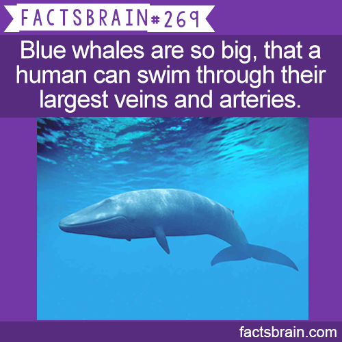 write whale - Facts Brain# 269 Blue whales are so big, that a human can swim through their largest veins and arteries. factsbrain.com
