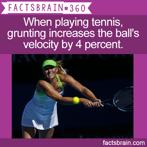 racket - Factsbrain When playing tennis, grunting increases the ball's velocity by 4 percent. factsbrain.com