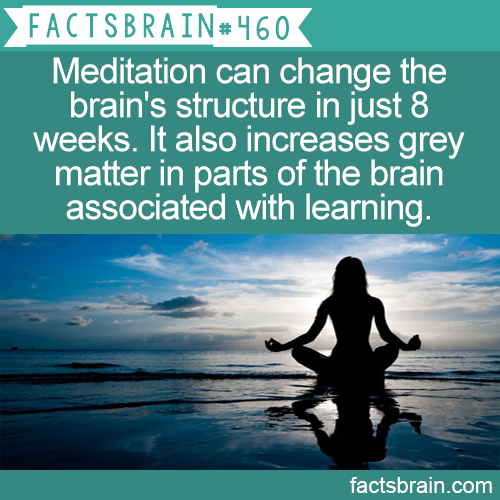 calm - Facts Brain Meditation can change the brain's structure in just 8 weeks. It also increases grey matter in parts of the brain associated with learning. factsbrain.com