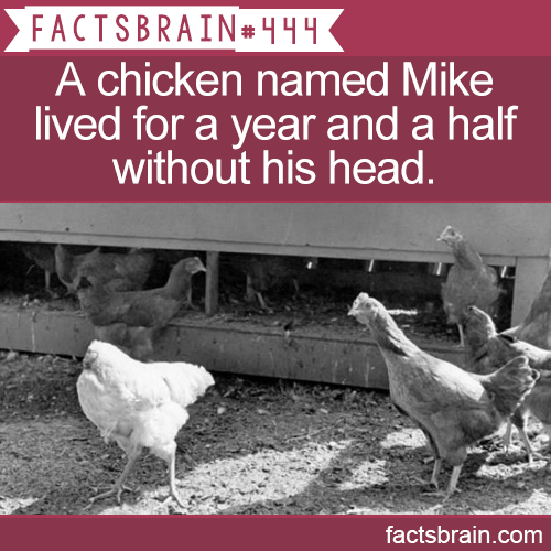 headless chicken - Sfacts Brain A chicken named Mike lived for a year and a half without his head. factsbrain.com