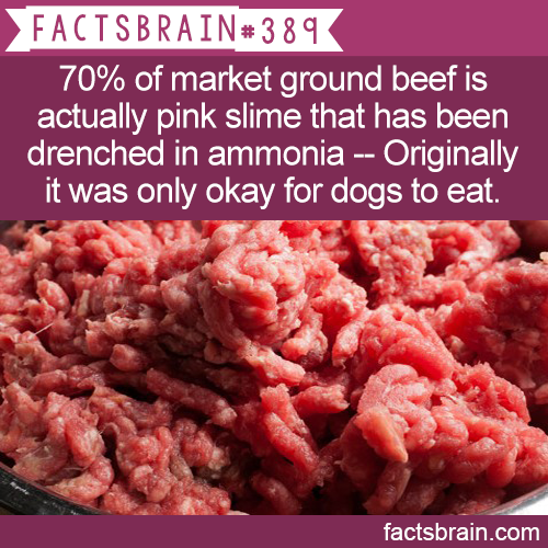 pink slime in ground beef - Facts Brain 70% of market ground beef is actually pink slime that has been drenched in ammonia Originally it was only okay for dogs to eat. factsbrain.com