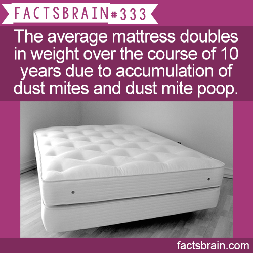 abe international college of business and accountancy - Factsbrain The average mattress doubles in weight over the course of 10 years due to accumulation of dust mites and dust mite poop. factsbrain.com