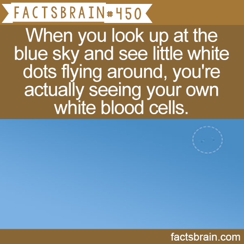 quotes - Facts Brain When you look up at the blue sky and see little white dots flying around, you're actually seeing your own white blood cells. factsbrain.com