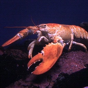 Male lobsters bladders are in their heads, and when they fight, they squirt each other in the face with urine. <a href= "http://facts.randomhistory.com/facts-about-urine.html" target="_blank">Source</a>.